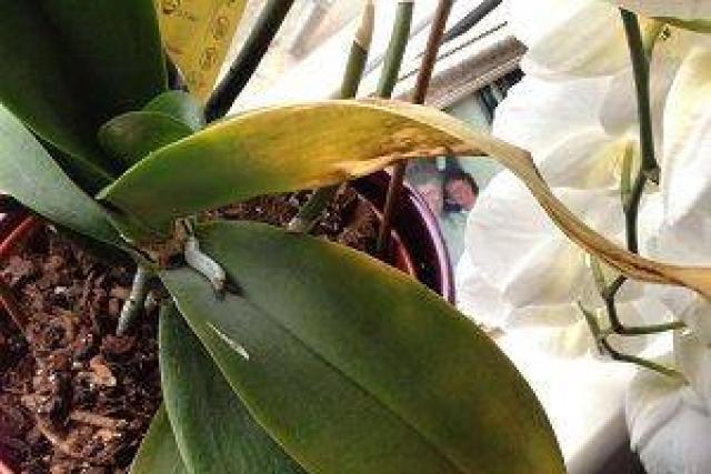 Как реанимировать орхидею, которая замерзла?